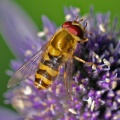 Syrphus vitripennis, hoverfly, male, deformed,  Alan Prowse